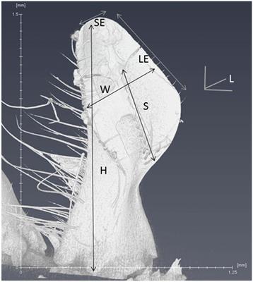 Corrigendum: Morphological changes in the mandibles accompany the defensive behavior of Indiana mite biting honey bees against Varroa destructor